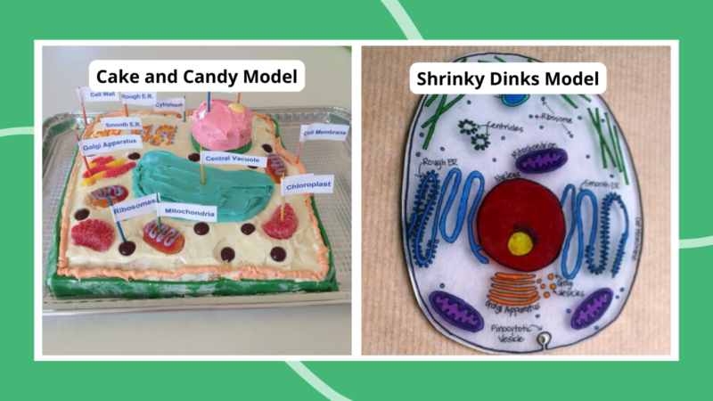 17 Creative Plant Cell Project Ideas To Try This Year