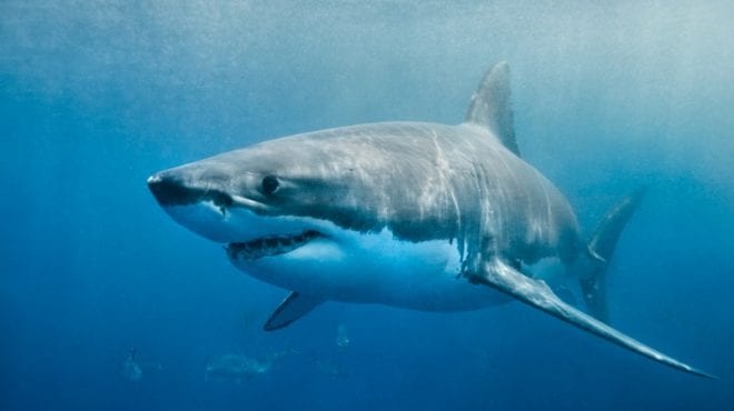 10 Myths About Sharks You'll Want to Clear Up With Your Students