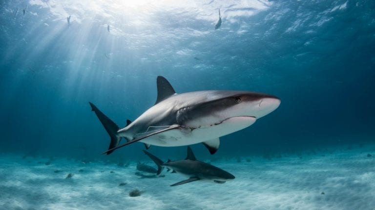 10 Myths About Sharks You'll Want To Clear Up With Your Students