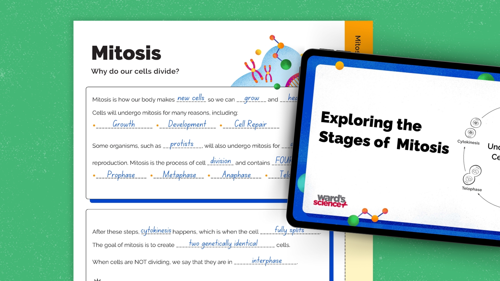 Free Flip-Book Lesson on the Stages of Mitosis