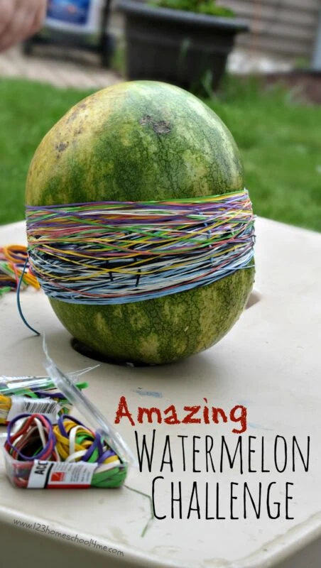 Watermelon with 50 rubber bands wrapped around it to demonstrate second grade science experiments for the classroom.